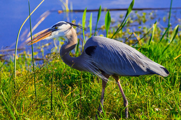 Tricolored heron at wetlands