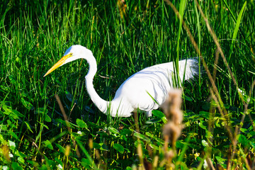 White egret