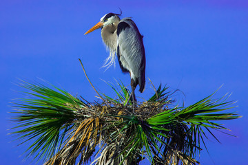 Tricolored heron perched on palm tree