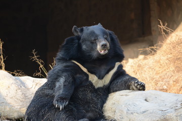 himalayan bear