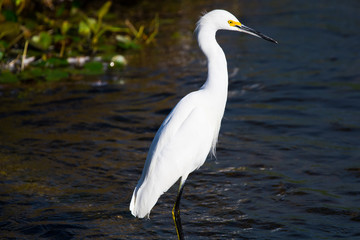 White egret