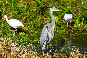 Tricolored heron and white ibis