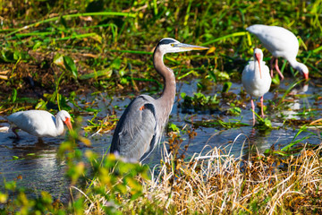 Tricolored heron and white ibis