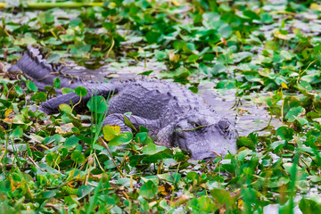 Alligator in the swamp