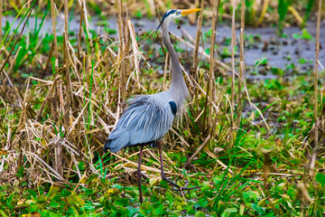 Tricolored heron