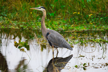 Tricolored heron