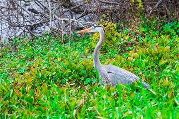 Tricolored heron