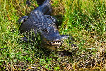 Alligator at the wetlands