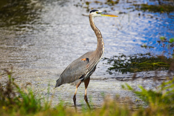 Tri colored heron