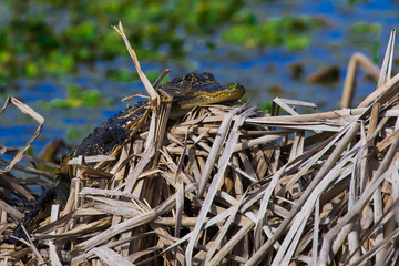 Baby alligator