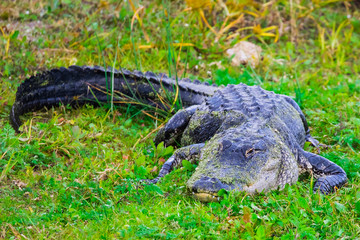 Alligator at the wetlands