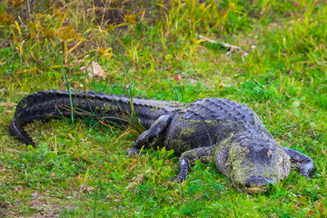 Alligator at the wetlands