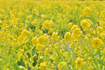 菜の花畑　

