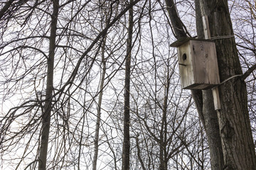 An empty wooden birdhouse in a winter park. Frost and trees without foliage. Interesting photo for the site about animals and ecology.