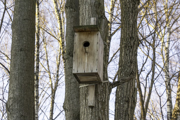 An empty wooden birdhouse in a winter park. Frost and trees without foliage. Interesting photo for the site about animals and ecology.