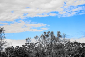 Swamp landscape in black and white with selective blue color.
