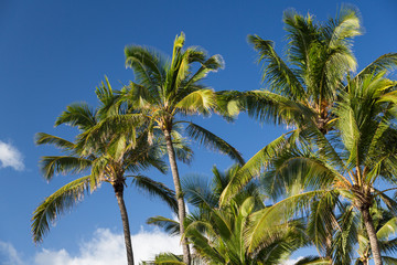 Obraz na płótnie Canvas Palm trees on blue sky