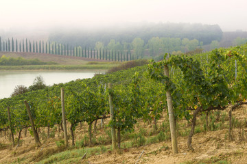 Naklejka premium A foggy day in the vineyard, Italy