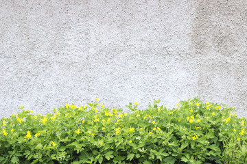 Green celandine flowers on roughcast background