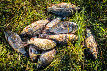 Caught fish carp lying on the grass