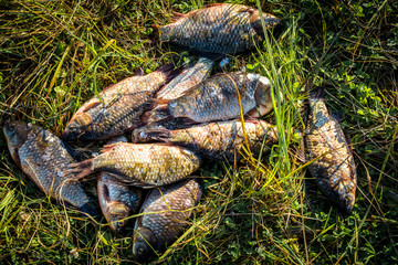 Caught fish carp lying on the grass