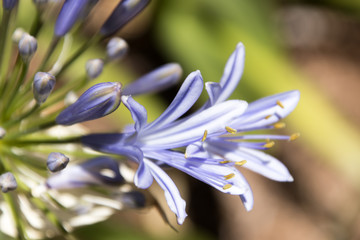 close up shot of a blue flower