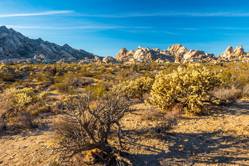 Mojave Desert
