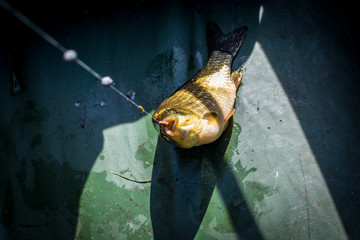 Caught fish carp hanging on a hook and line