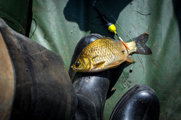 Caught fish carp lies on the rubber boot