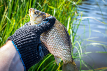 A gloved hand holds a fish caught a carp