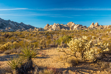 Mojave Desert