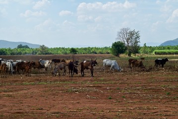 Animals in a wide open field waiting for the crop planting season.