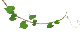 Heart-shaped green leaf climbing vine plant, Cowslip creeper twisted around dried twig isolated on white background, clipping path included.