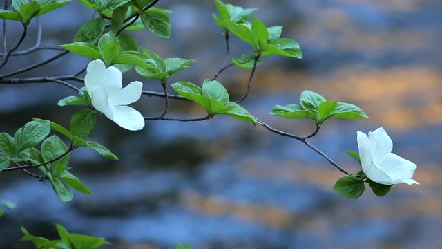 Dogwoods Blooming in Yosemite National Park