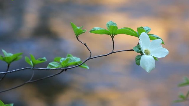 Dogwoods Blooming in Yosemite National Park