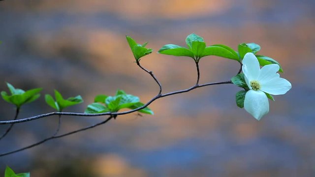 Dogwoods Blooming in Yosemite National Park