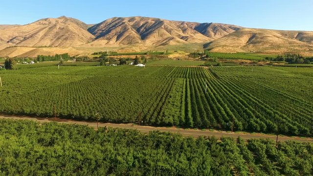 Yakima Valley Food Fruit Cherry Orchard Farm Agriculture