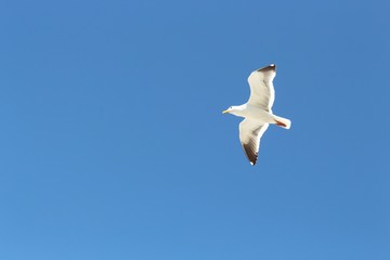 seagull flying high above the sky...