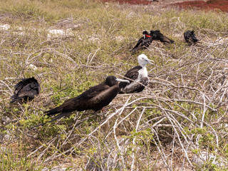 Nesting colony of Magnificent frigatebird, Fregata magnificens, on the nest, North Seymour, Galapagos, Ecuador