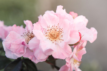 Sweet pink roses flower blooming in soft and blur, love and romantic concept background.