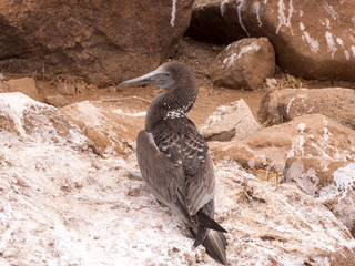 Blue-footed Booby, Sula nebouxii excisa, North Seymour, Galapagos, Ecuador