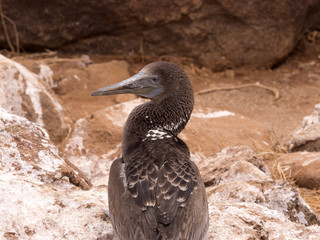 Blue-footed Booby, Sula nebouxii excisa, North Seymour, Galapagos, Ecuador