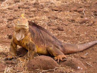 Portrait of Land Iguana, Conolophus subcristatus, North Seymour, Galapagos, Ecuador