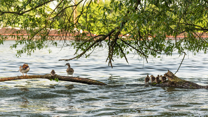 mandarin duck family at water