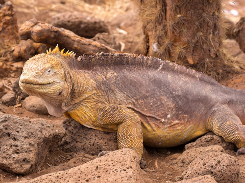 Portrait of Land Iguana, Conolophus subcristatus, North Seymour, Galapagos, Ecuador