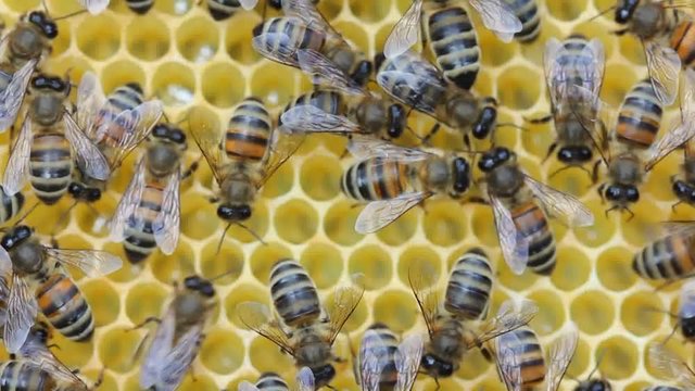 Some bees build honeycombs.
Bees complete work on creating honeycombs