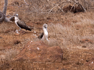 Blue-footed Booby, Sula nebouxii excisa, North Seymour, Galapagos, Ecuador