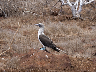 Blue-footed Booby, Sula nebouxii excisa, North Seymour, Galapagos, Ecuador