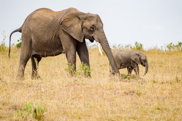 Naklejka na ściany i meble Elephant and her cub in the savannah of Maasai Mara Park in Kenya