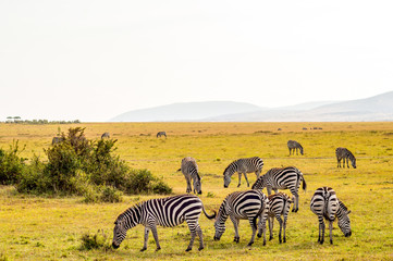 Obraz premium Herd of zebras grazing in the savannah of Maasai Mara Park in Kenya